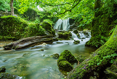 forest nature sounds to relax